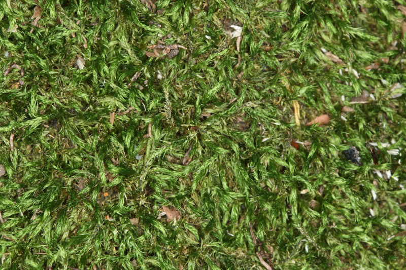Brachythecium reflexum